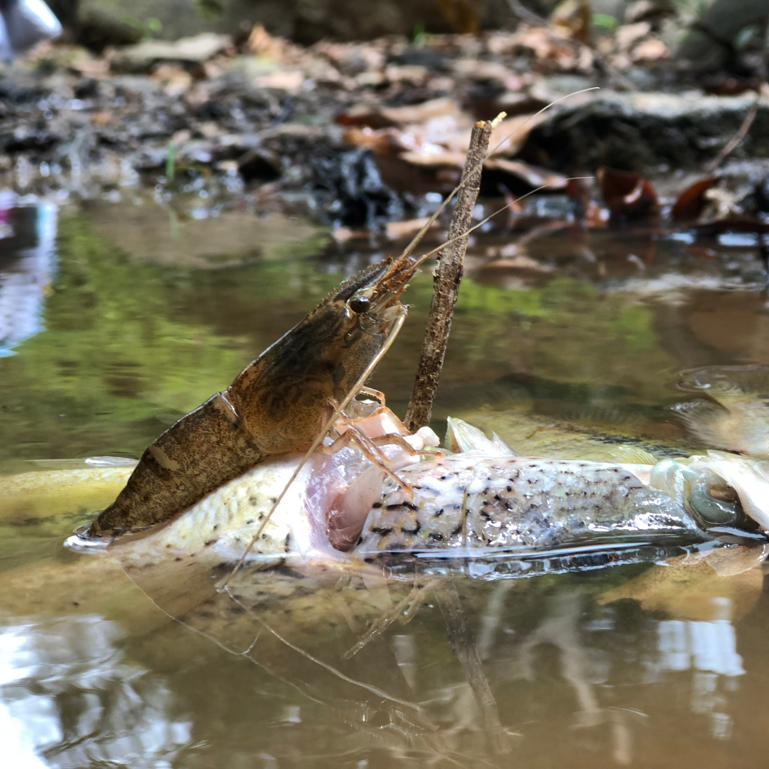 Fotos de Anfibios — Wendell Jarquín