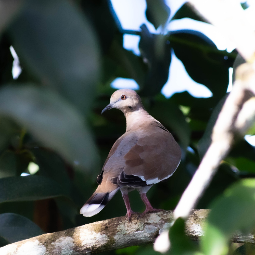 Fotos de Aves — Wendell Jarquín