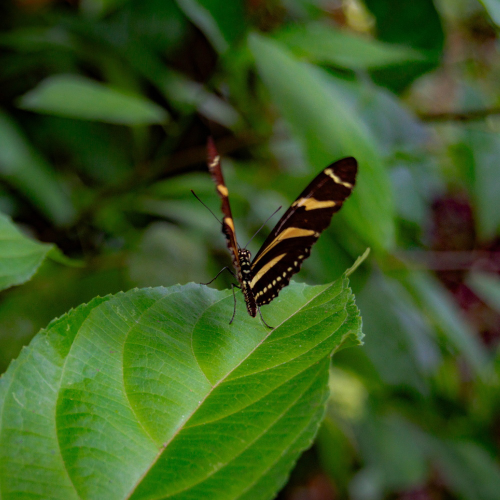 Fotos de Insectos — Wendell Jarquín