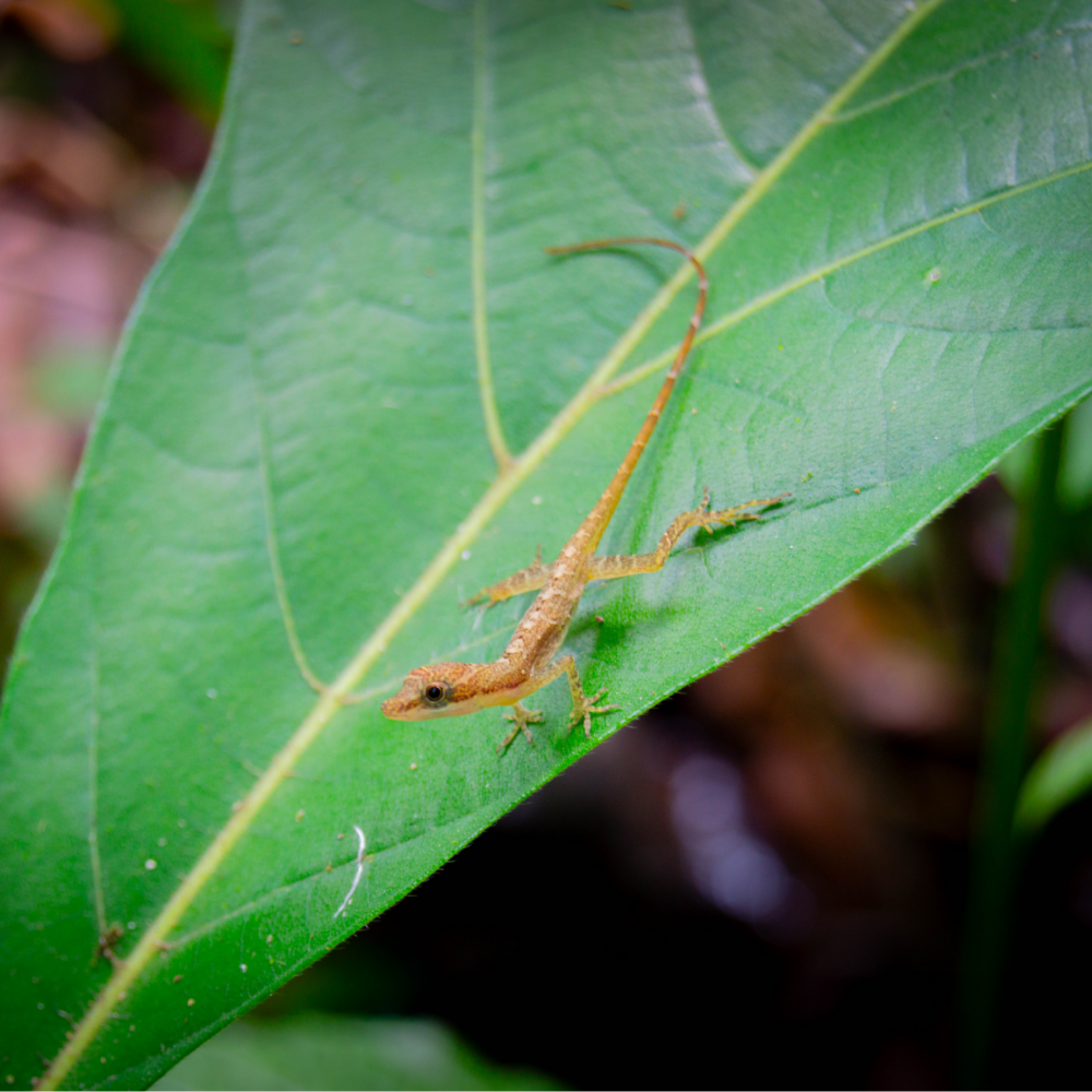 Fotos de Reptiles — Wendell Jarquín