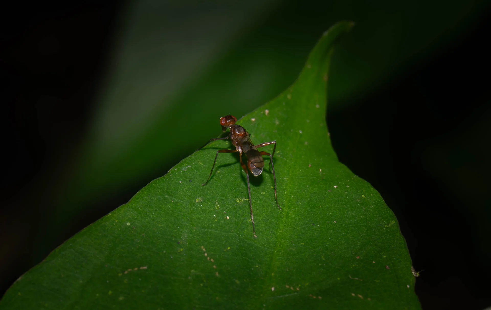 MOSCA CARDIACEPHALA — Wendell Jarquín | NuevaG-Digital