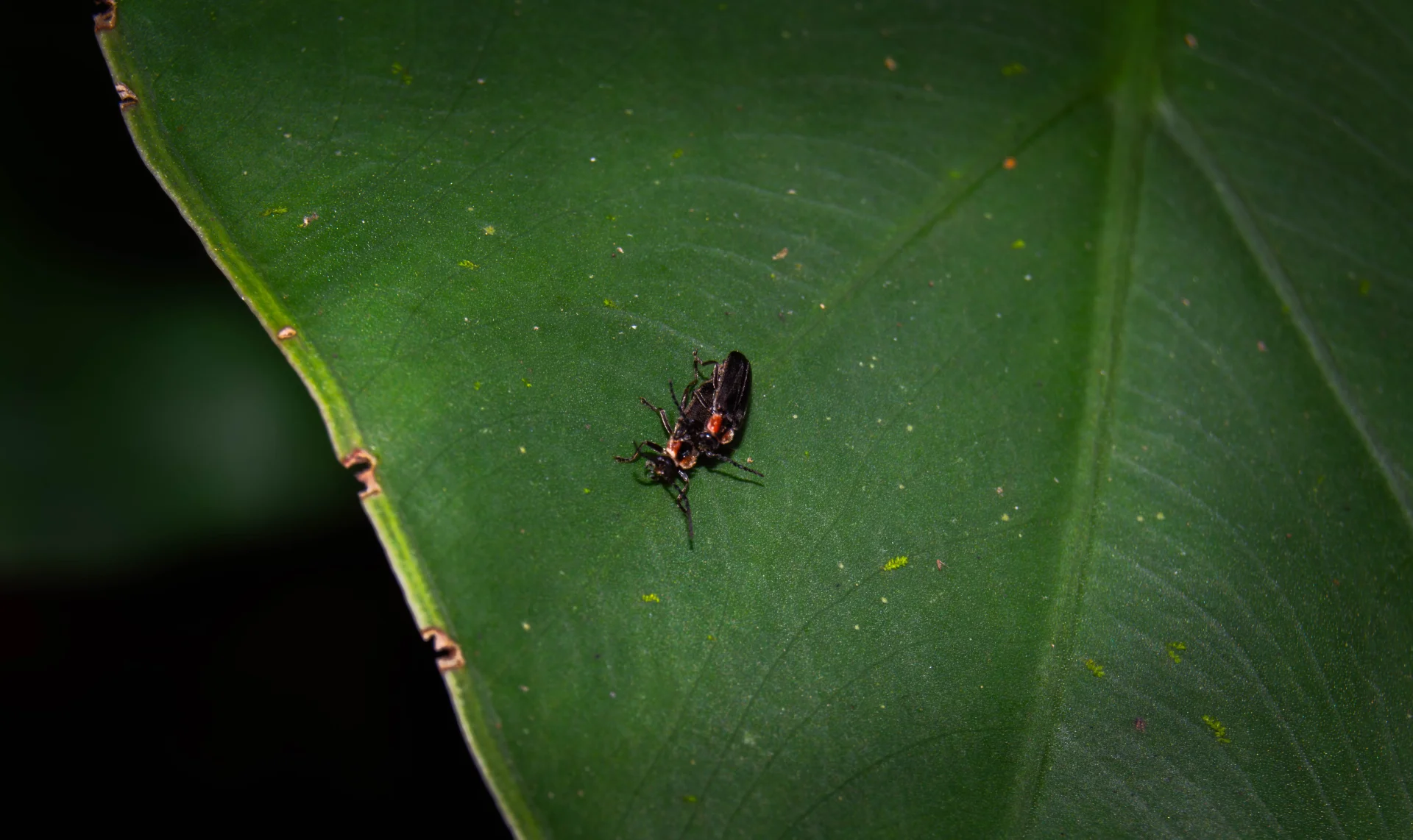 ESCARABAJOS CANTHARIDAE — Wendell Jarquín | NuevaG-Digital