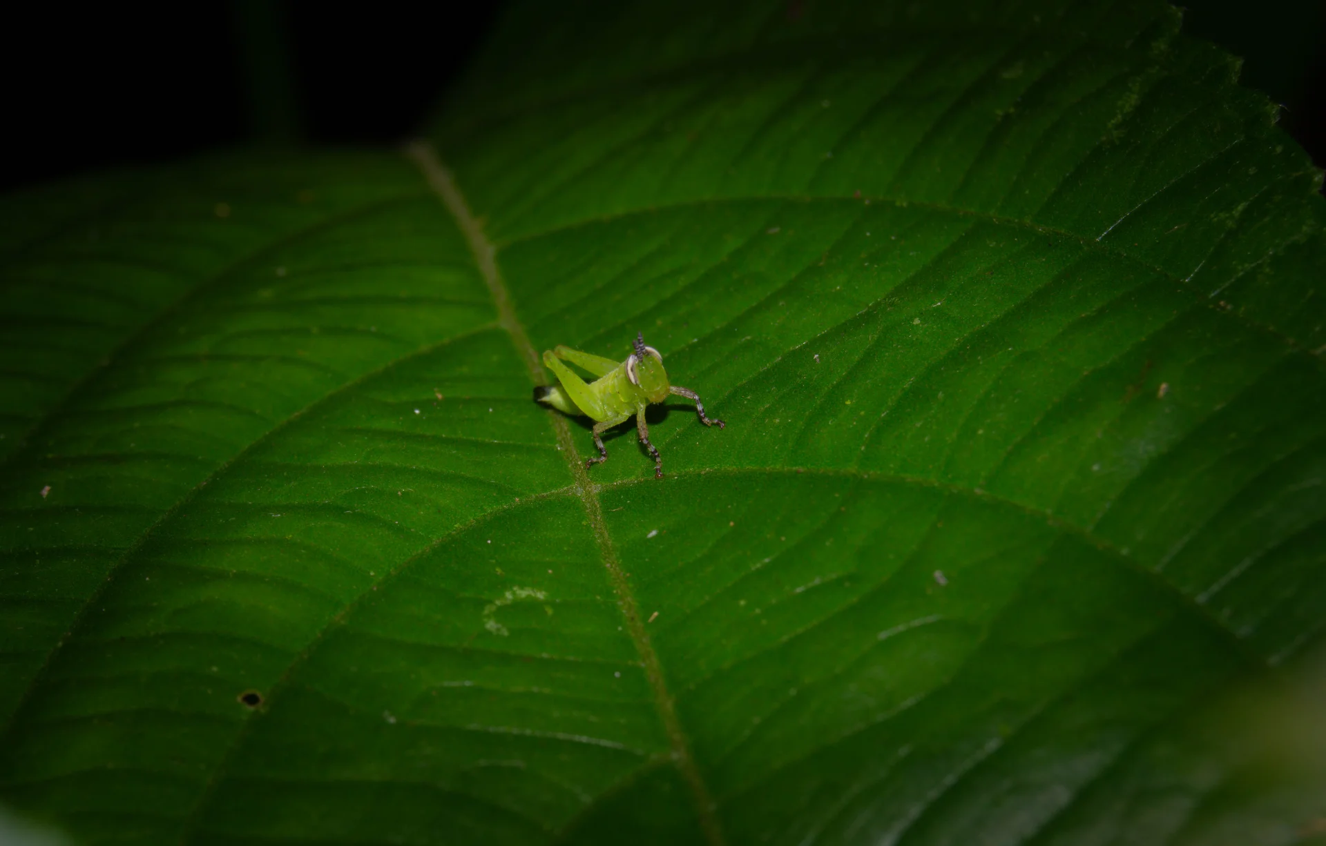 NINFA DE SALTAMONTES VERDE — Wendell Jarquín | NuevaG-Digital