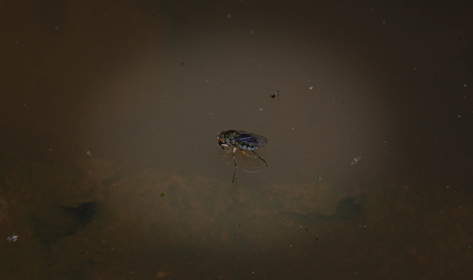 MOSCA NEGRA — Wendell Jarquín | NuevaG-Digital