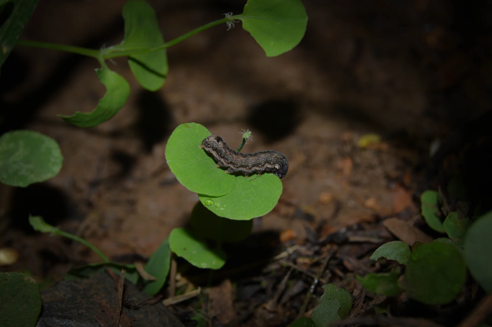 ORUGA BIOTA - SPODOPTERA — Wendell Jarquín | NuevaG-Digital