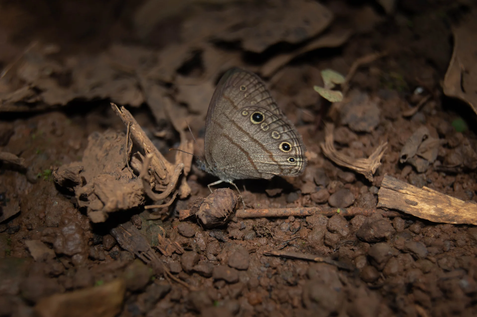 MARIPOSA SÁTIRA DE HERMES — Wendell Jarquín | NuevaG-Digital