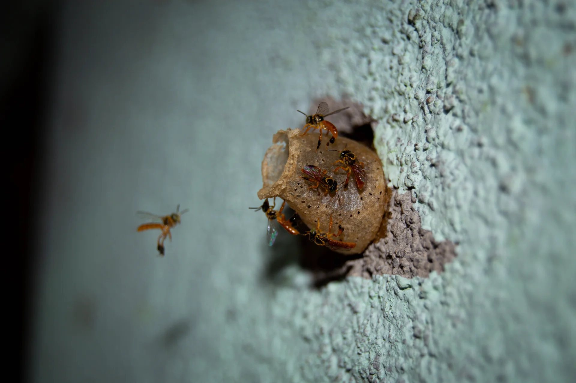 AVEJAS ABEJAS ANGELITAS — Wendell Jarquín | NuevaG-Digital