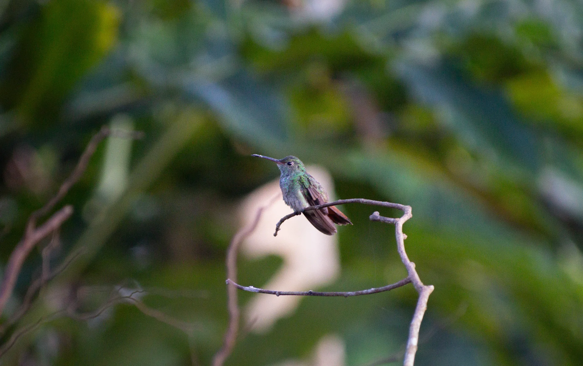 COLIBRÍ AMAZILIA COLIRRUFO — Wendell Jarquín | NuevaG-Digital