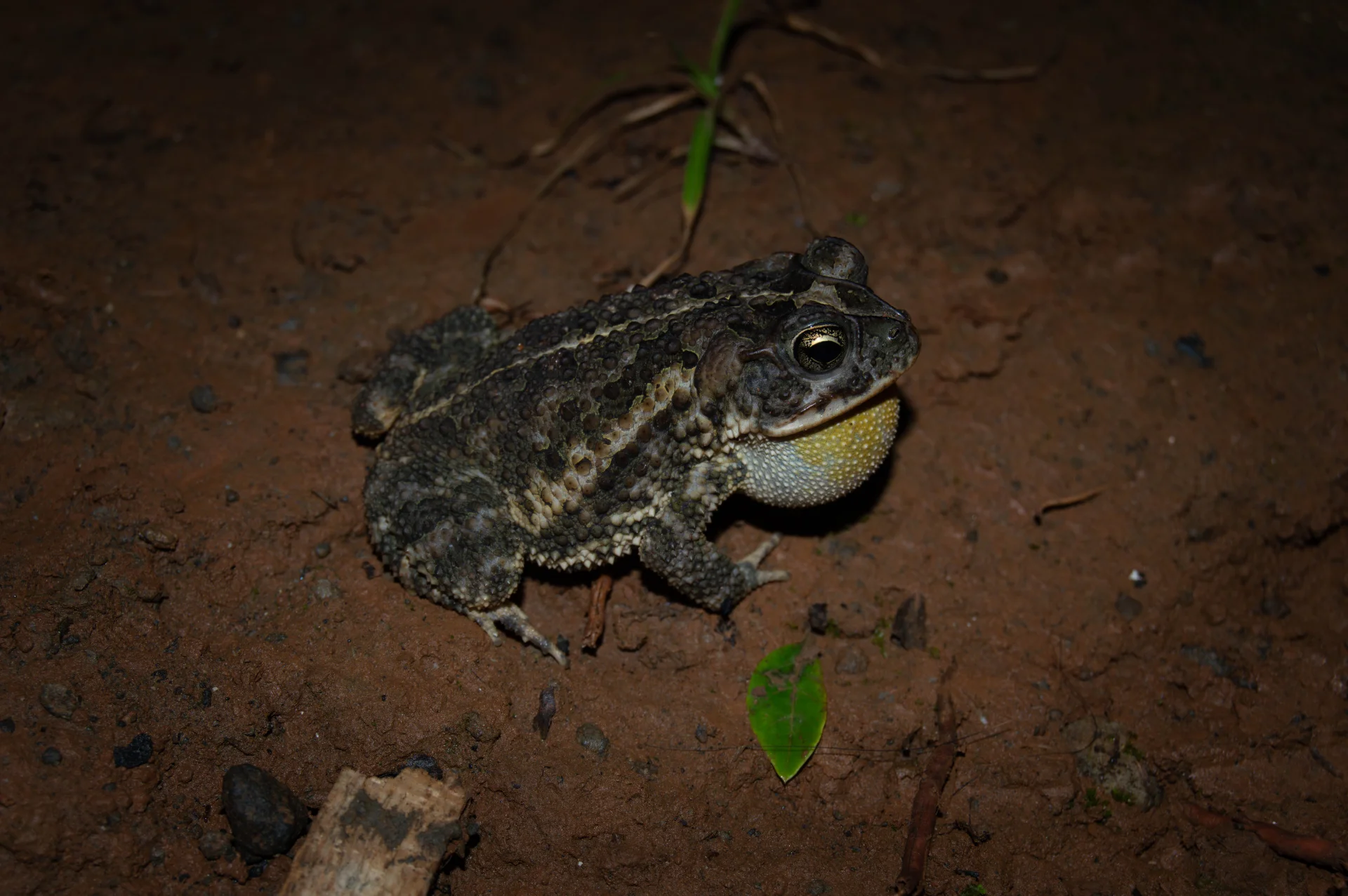 SAPO (INCILIUS COCCIFER) — Wendell Jarquín | NuevaG-Digital
