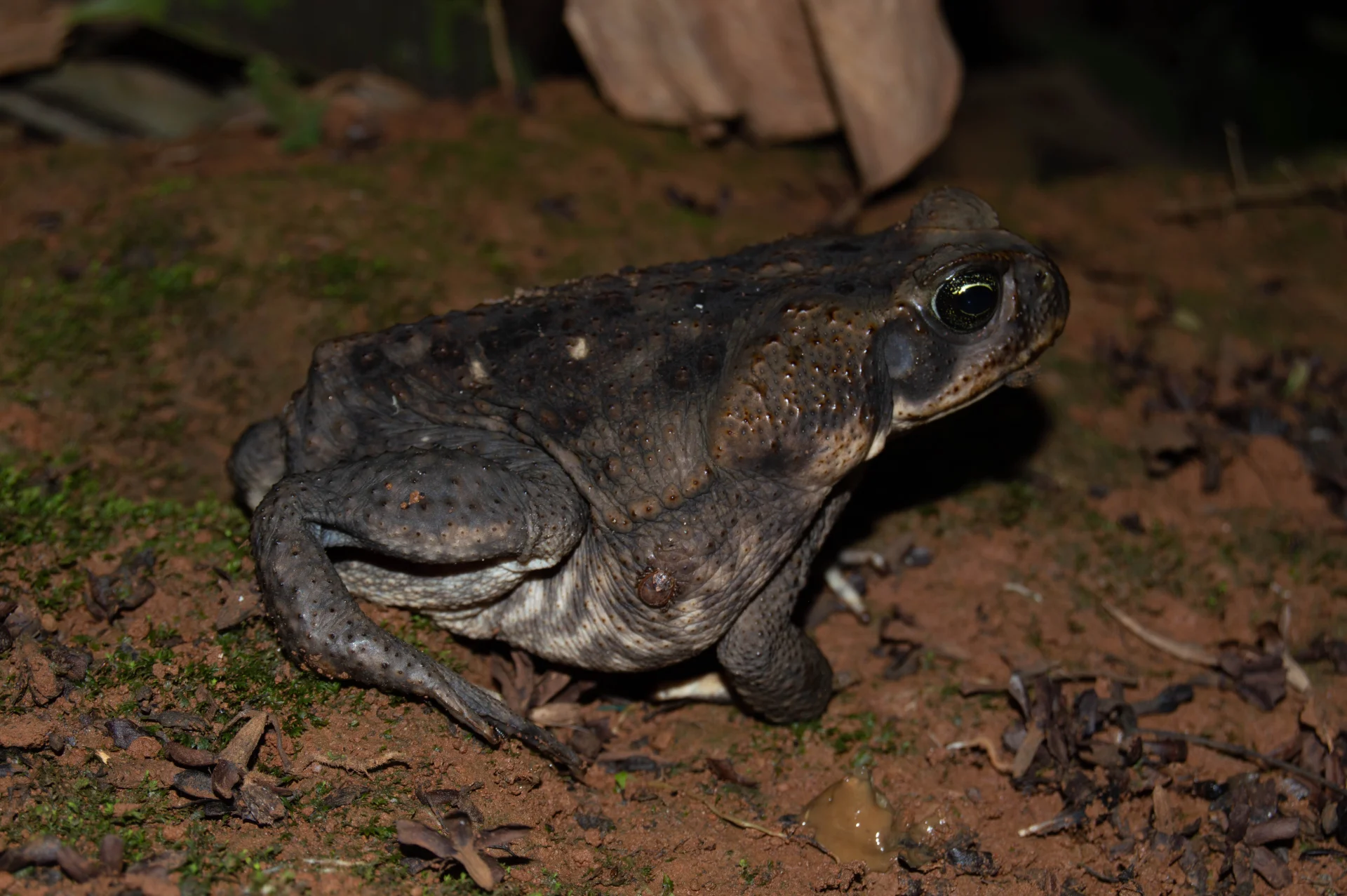 SAPO DE CAÑA (RHINELLA MARINA) — Wendell Jarquín | NuevaG-Digital